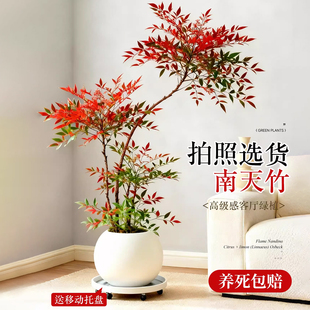 南天竹盆栽客厅火焰南天竹老桩盆栽盆景阳台卧室四季招财绿植高级