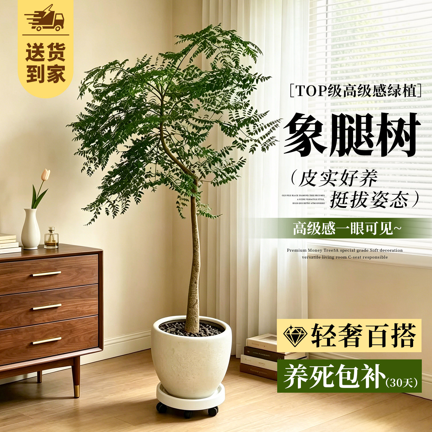 造型象腿树网红大型绿植室内盆栽客厅好养落地式植物四季常青