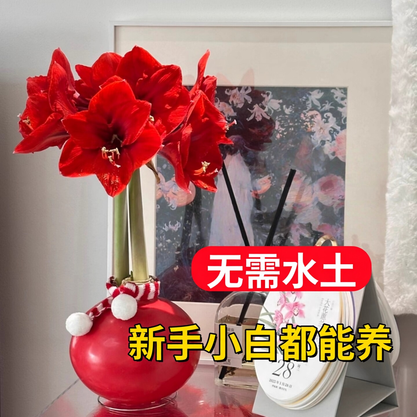进口蜡封重瓣朱顶红种球双龙花卉蜡球花苗孔雀特大年宵花懒人盆栽