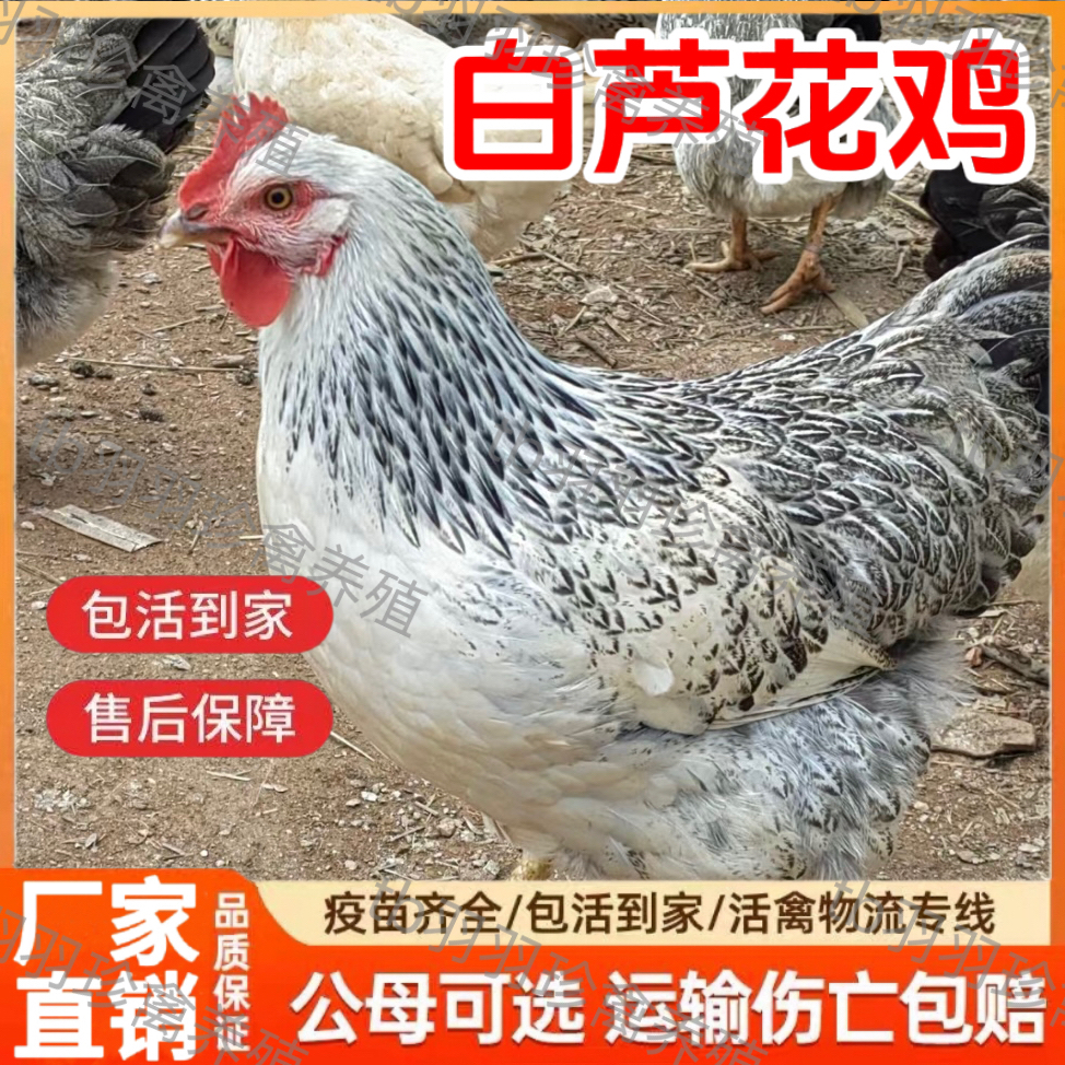 3斤散养白芦花鸡活苗脱温鸡产蛋溜达鸡散养彩凤土鸡苗芦花鸡活体