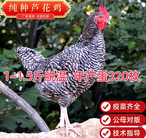 正宗芦花鸡绿壳蛋活苗脱温苗