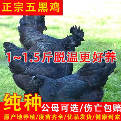 活体纯种五黑绿壳乌骨鸡绿壳蛋五黑鸡活苗小鸡苗神农架乌骨鸡活苗