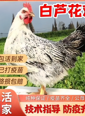 纯种大型半大白芦花稻花鸡彩凤土鸡活苗脱温苗农家散养土鸡