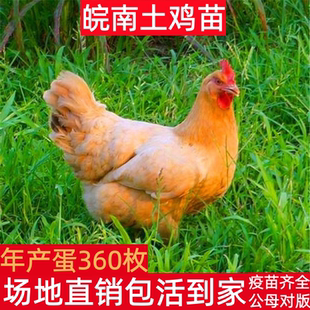 黄羽半大小鸡仔活苗脱温苗高产蛋散养小鸡仔皖南土鸡苗