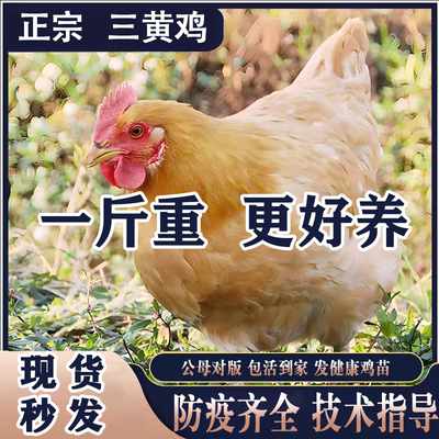 纯种清远三黄鸡母鸡小鸡活苗脱温半大小鸡土鸡活苗包活到家小鸡苗