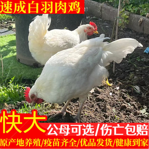 1.5斤发货白羽肉鸡活苗大种白羽肉鸡双A快大型白羽肉鸡苗包邮