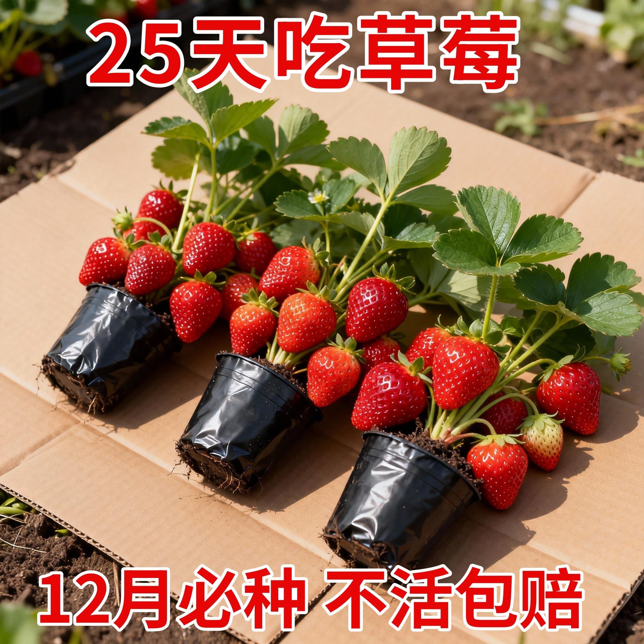草莓苗盆栽带花果土种籽子