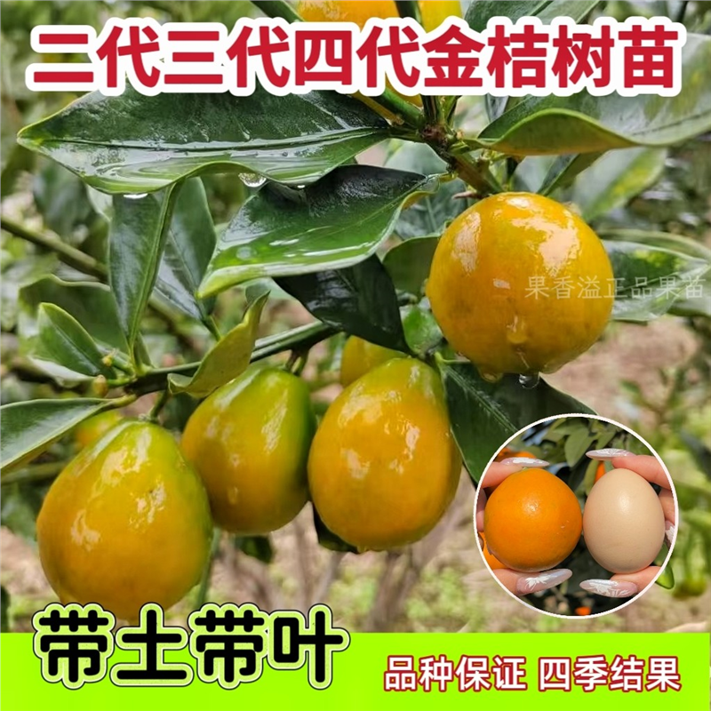 脆皮金桔树树苗广西融安第四代大叶滑皮金桔树苗四季嫁接果树果苗,鲜花速递/花卉仿真/绿植园艺,时令草本花卉,淘宝优惠券,粉丝福利购,淘宝优惠卷