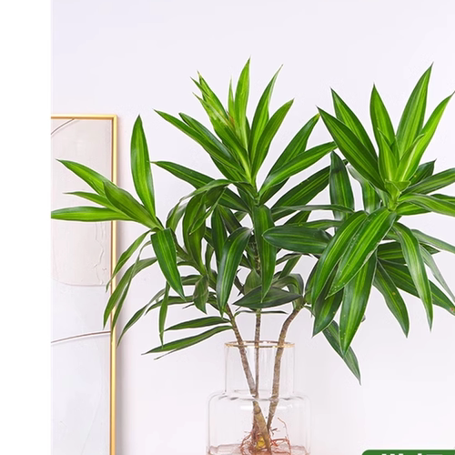 百合竹盆栽水培植物富贵遇