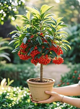 富贵籽盆栽金玉满堂植物耐寒富贵子花卉室内植物带果发货年宵花卉