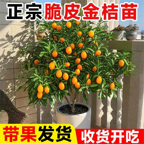 带果脆皮金桔树盆栽苗阳台