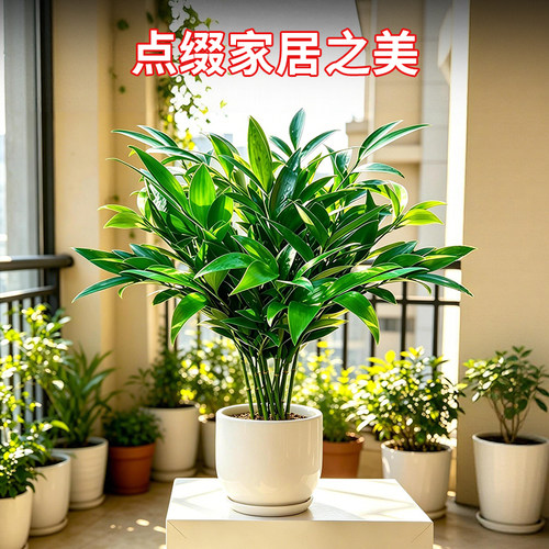 特大棵竹柏更驱蚊水培水养植物客厅办公室内四季常青绿植物驱虫竹
