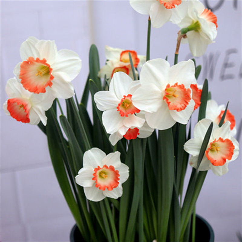 5 颗进口洋水仙种球漳州水仙耐寒植物四季花卉室内绿植风信子盆栽,鲜花速递/花卉仿真/绿植园艺,时令草本花卉,淘宝优惠券,粉丝福利购,淘宝优惠卷