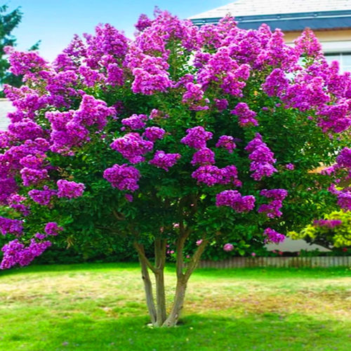 丁香花树苗盆栽别墅风景浓