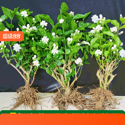 重瓣茉莉花苗室内外绿植阳
