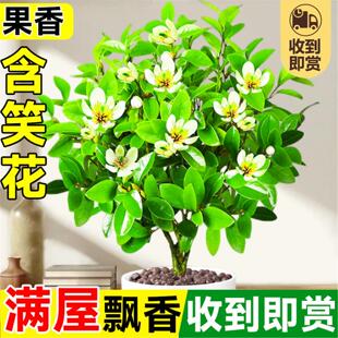 含笑花盆栽树苗带花苞地栽庭院植物阳台浓香花卉耐寒好养多季开花