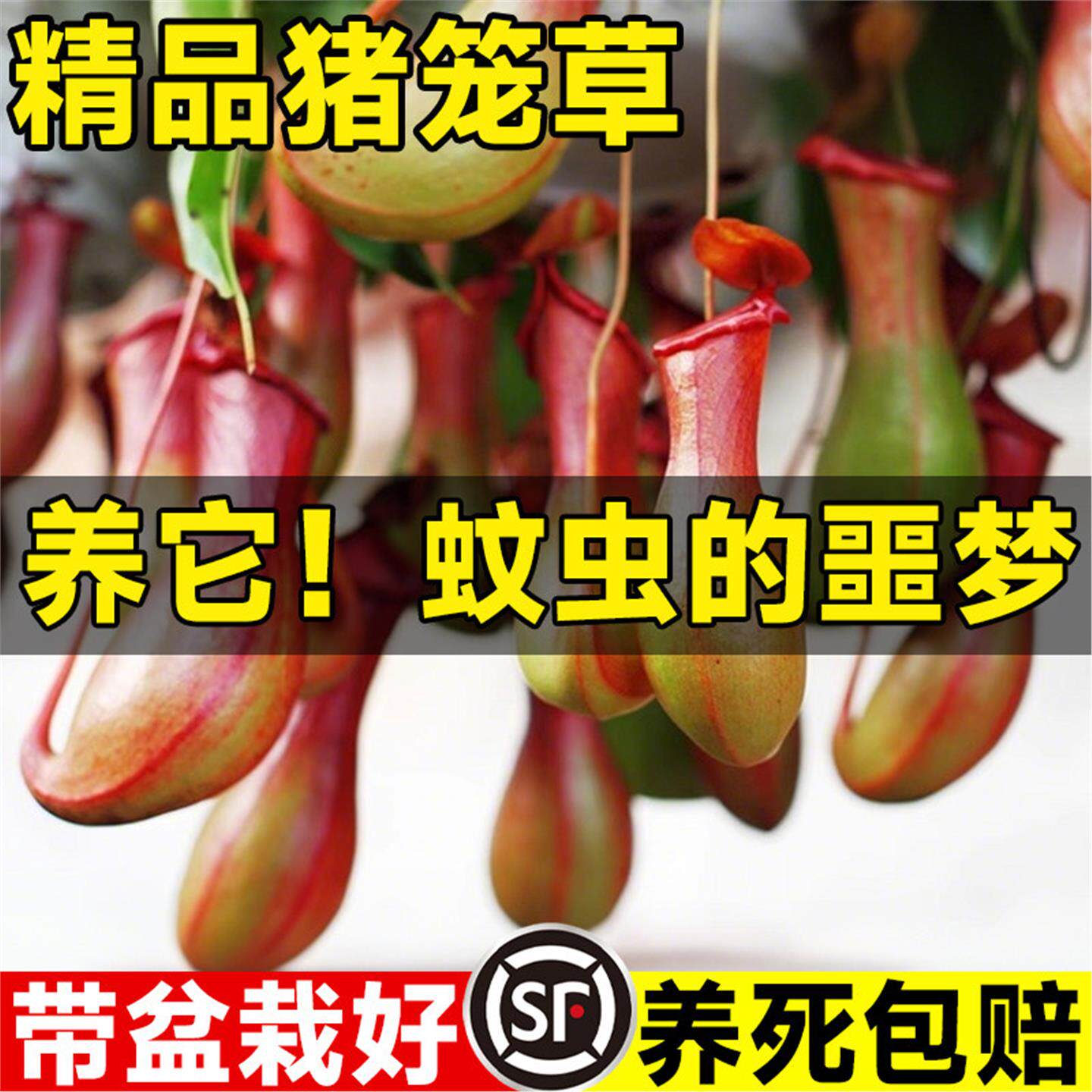猪笼草盆栽室内客厅四季花卉阳台食虫驱蚊捕蝇草庭院好养吊兰植物