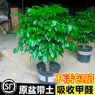 幸福树客厅盆栽大颗净化空气新家推荐平安树四季常青发财树植物