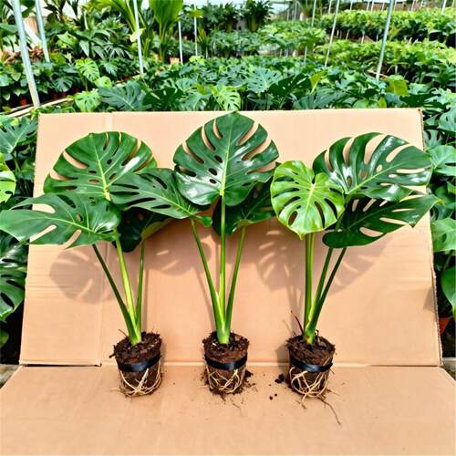 水培植物龟背竹盆栽老桩大