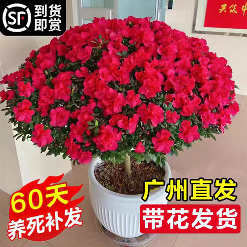 杜鹃花盆栽带苞绿植物室内