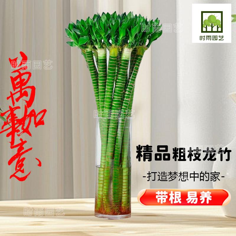 带根文昌竹龙观音转运富贵