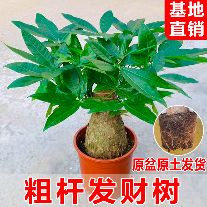 老桩发财树客厅盆栽室内大