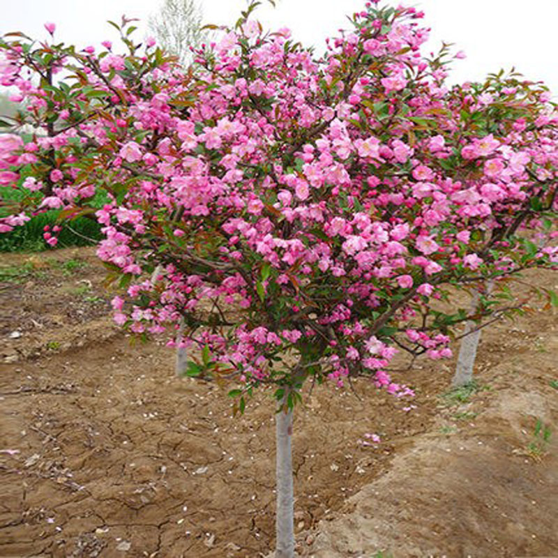 绚丽四季海棠花树苗盆栽西