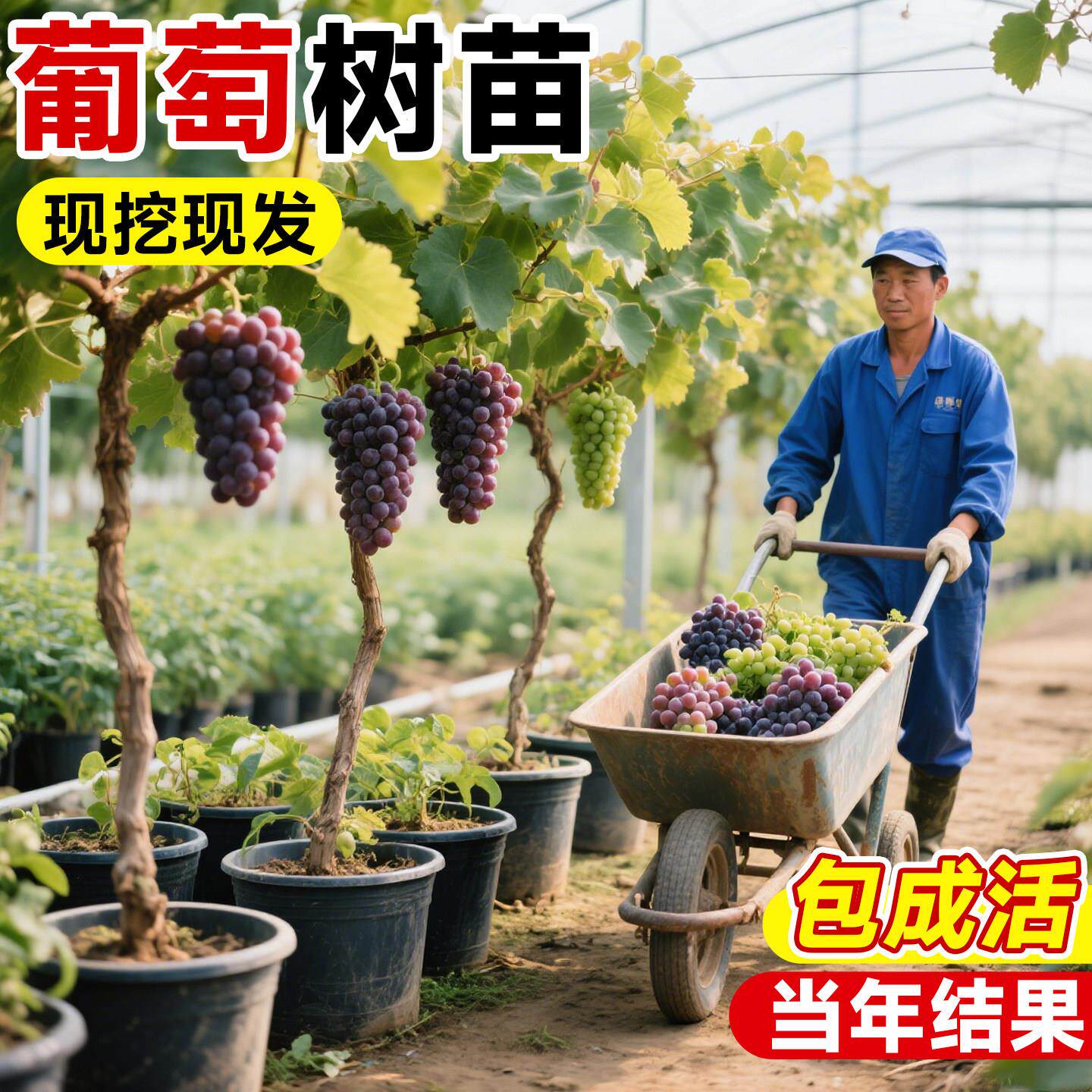 巨峰葡萄树果苗盆栽阳光玫