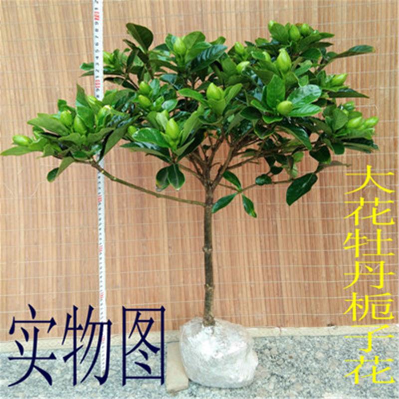 月畅栀子花盆栽花独杆栀子花卉四季开花带花苞发货大叶牡丹栀子花