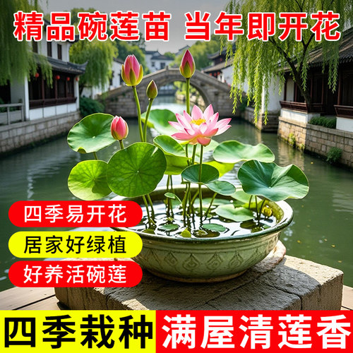 【7天发芽】碗莲种子当季开花水培水养绿植睡莲荷花无土盆栽花卉