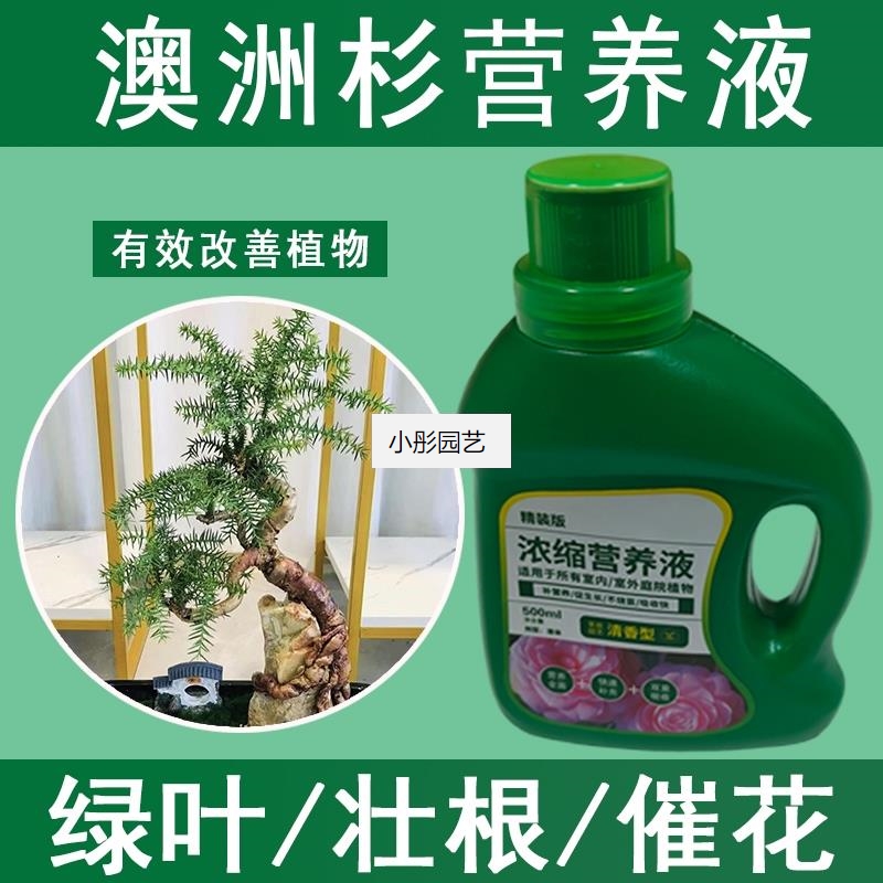 澳洲杉营养液通用型澳洲杉专用营养液花肥绿植水培植物肥料液体肥