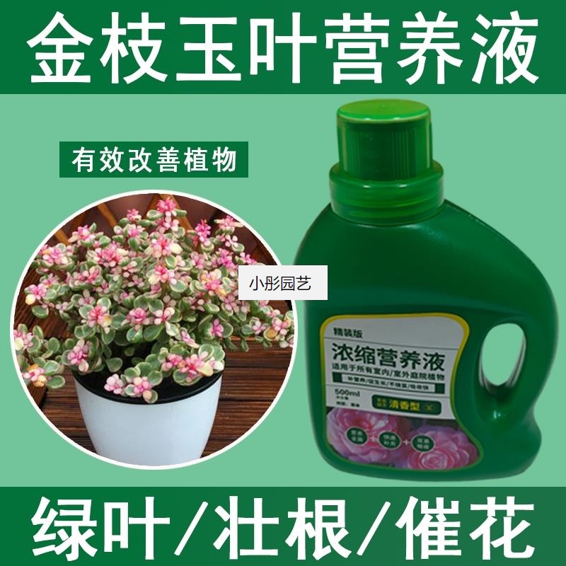 金枝玉叶营养液通用型金枝玉叶专用营养液花肥绿植水培植物肥料