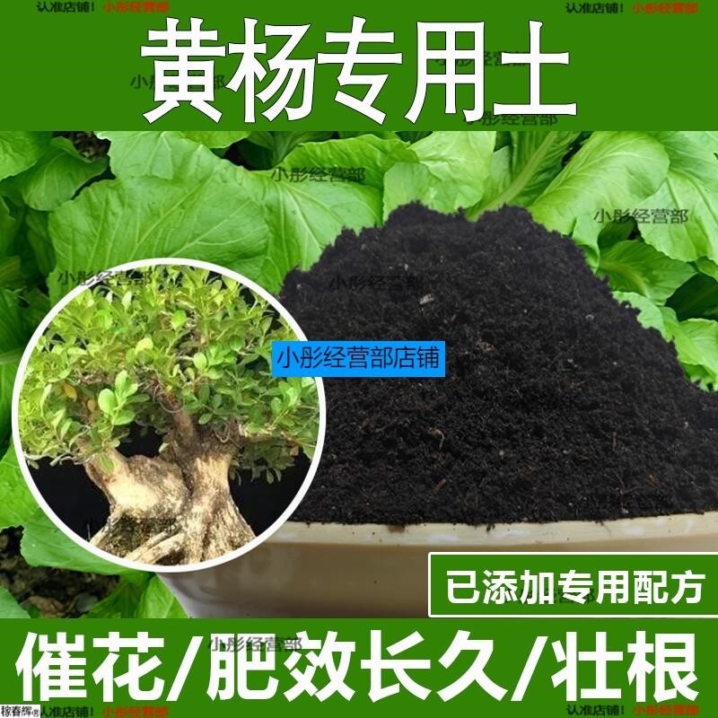 黄杨专用土黄杨专用营养土酸性土种植土通用土有机土肥料养花种花