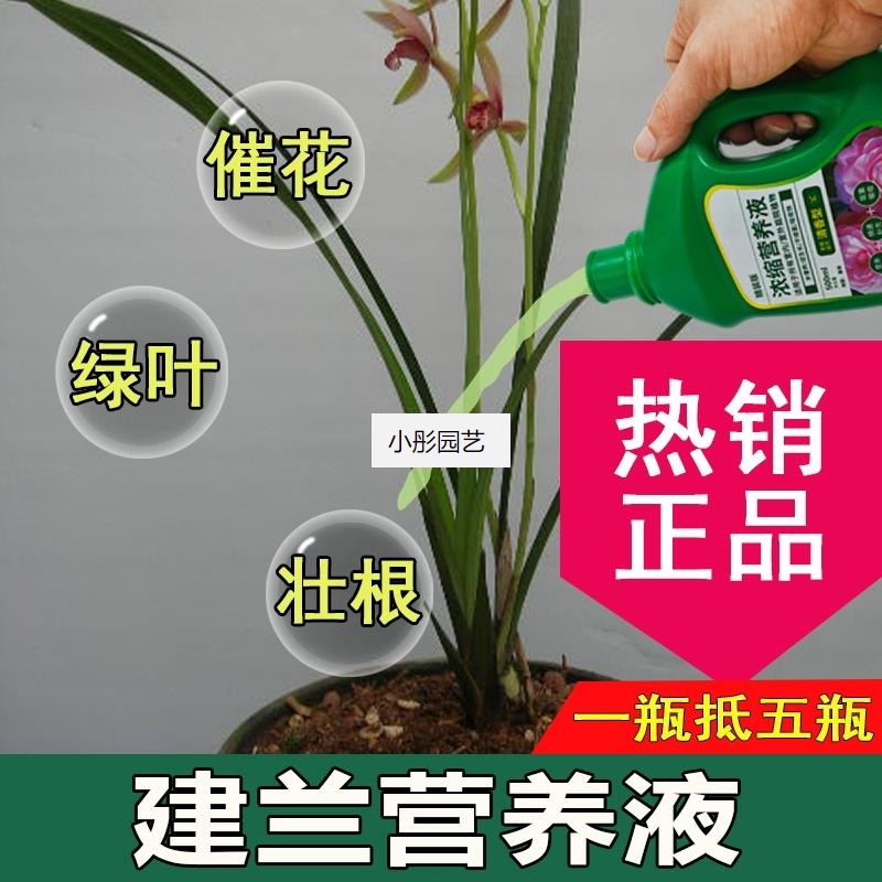建兰营养液通用型建兰专用营养液花肥绿植液体植物肥料花肥浓缩液