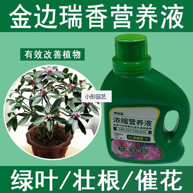 金边瑞香营养液通用型金边瑞香专用营养液花肥绿植水培植物肥料