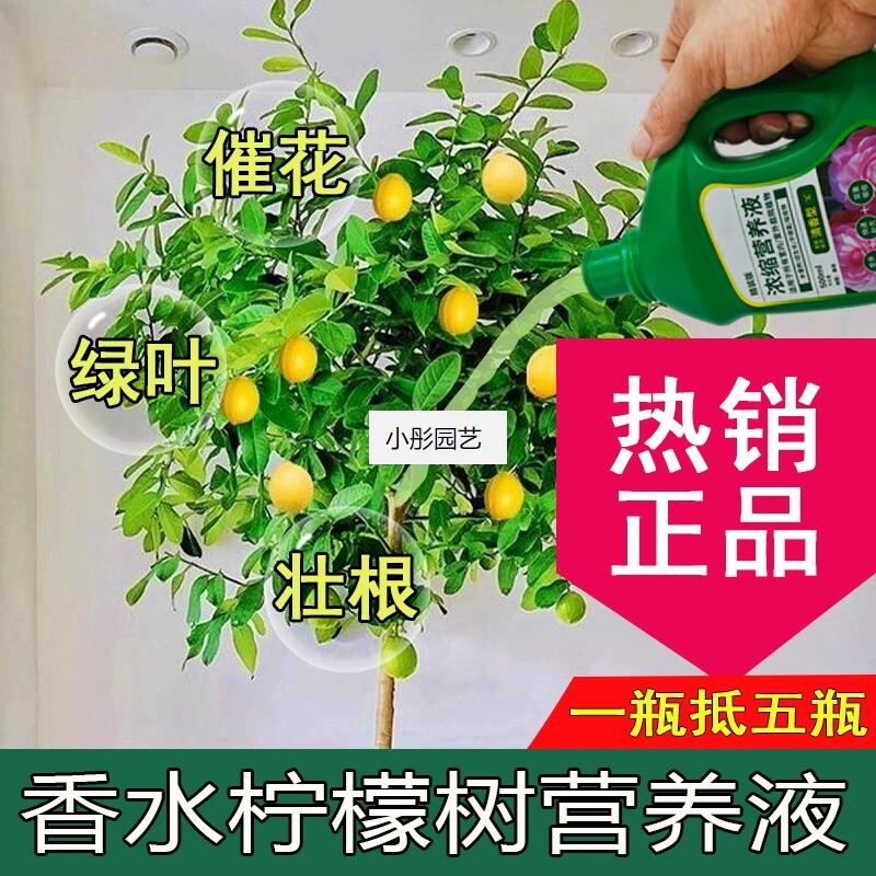 香水柠檬树营养液通用型香水柠檬树专用营养液花肥绿植水培植物肥