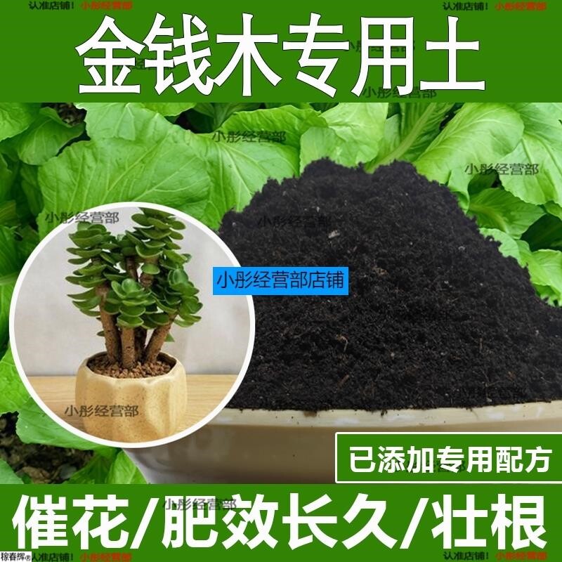 金钱木专用土金钱木专用营养土酸性土种植土通用土有机土肥料土壤