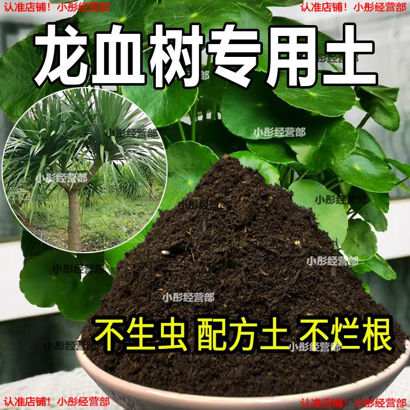 栽种龙血树专用土壤肥料通用型混合专用通用花土蓬松泥土无菌土壤