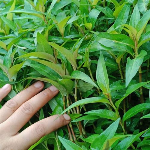 云南特产香料香蓼柳香柳菜辣蓼草调料菜煮鱼撒撇凉拌调料1斤
