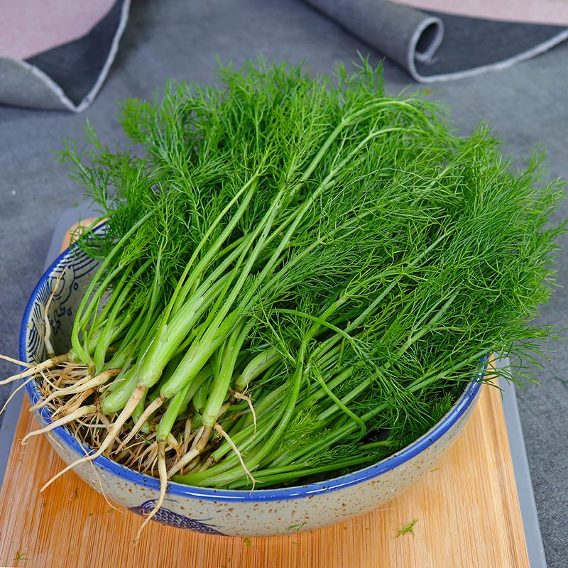 云南小茴香菜新鲜 茴香菜苗时令绿色蔬菜新鲜农家种特产500克