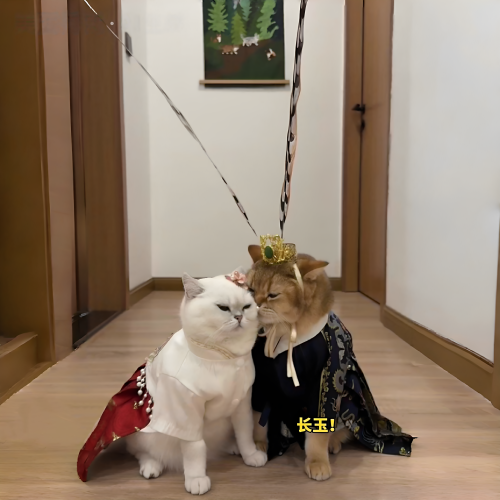 武安侯同款头饰宠物猫咪狗狗装扮