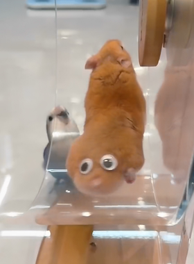 仓鼠屁股大眼睛贴纸立体会动