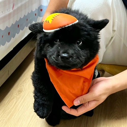 宠物灰太狼帽子头饰猫咪小狗cos
