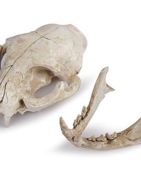 猫头骨骷髅头参考模型树脂动物骨骼骨架动物头骨模型树脂骷髅头