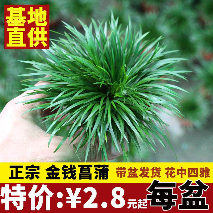 金钱菖蒲 虎须 贵船苔黄金姬菖蒲水陆缸造景绿植盆栽