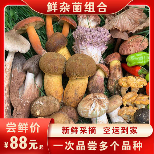 现货新鲜野生菌组合蘑菇2斤松茸青头牛肝云南鸡枞杂菌羊肚菌