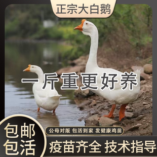 一斤正宗大白鹅活苗小鹅苗纯种特种大鹅皖南雁鹅脱温四季三花白鹅