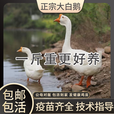 一斤正宗大白鹅活苗小鹅苗纯种特种大鹅皖南雁鹅脱温四季三花白鹅