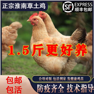 淮南草土鸡活苗草鸡产蛋王活体青年鸡包活半大小鸡散养鸡苗鸡苗