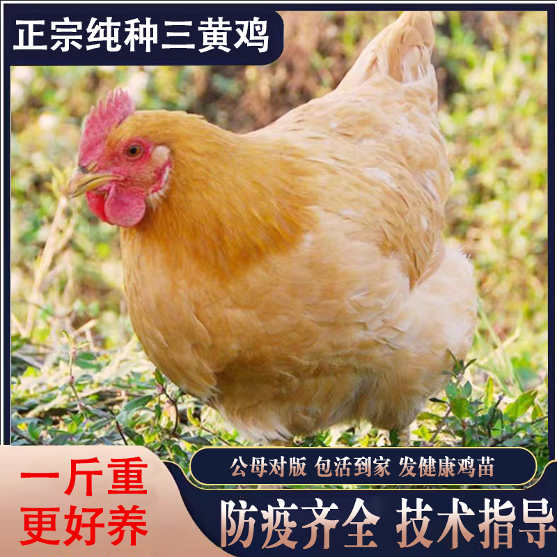 散养三黄鸡活苗半大九斤黄活苗小鸡苗正宗脱温蛋鸡一斤三黄鸡活体
